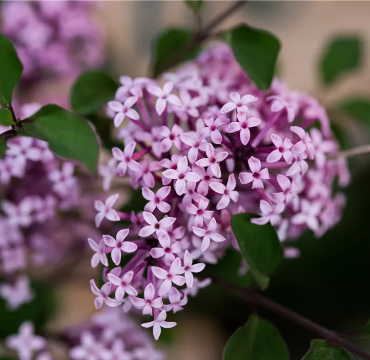 Meyer's Flieder 'Josée'