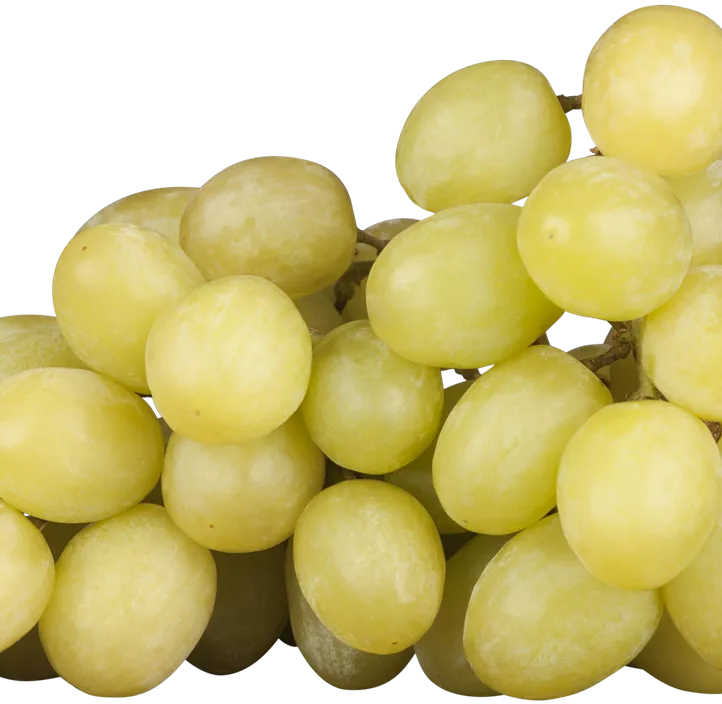 Weinrebe