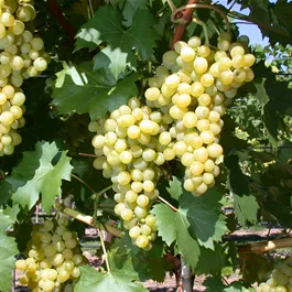 Vitis vinifera weiss