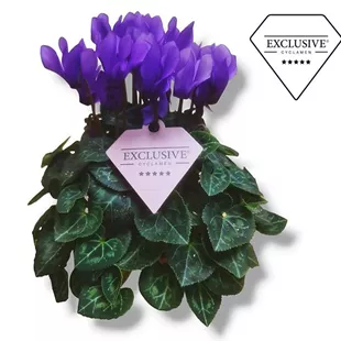 Cyclamen Dragon Blue Cyclamen Dragon Blue