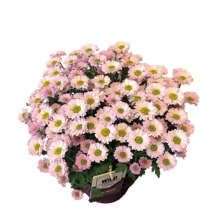 Chrysanthemum multiflora verdunkelt Chrysanthemum multiflora verdunkelt