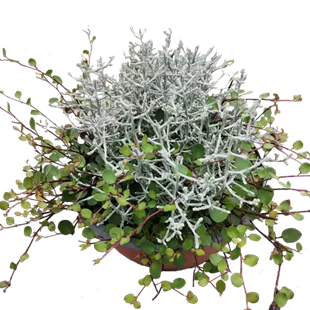 Herbstkombination Duo Herbstkombination Duo