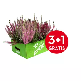 Calluna vulgaris Garden Girls Calluna vulgaris Garden Girls