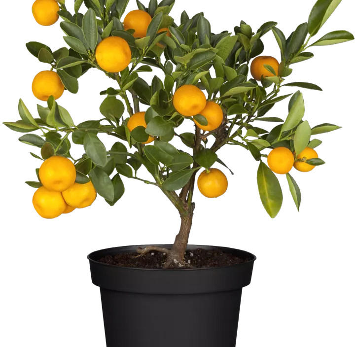 Calamondin