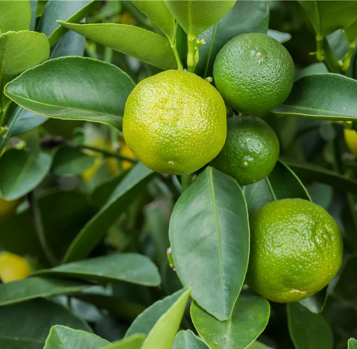 Calamondin