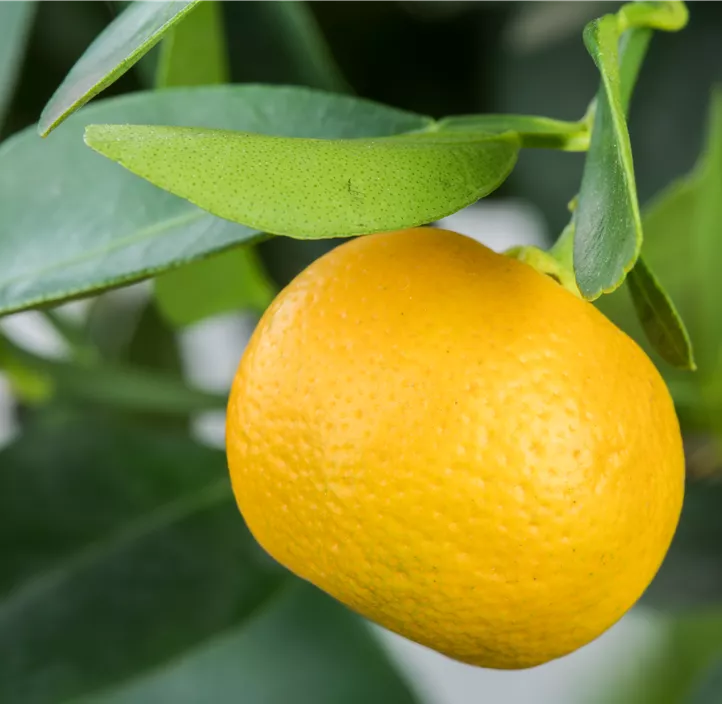 Calamondin