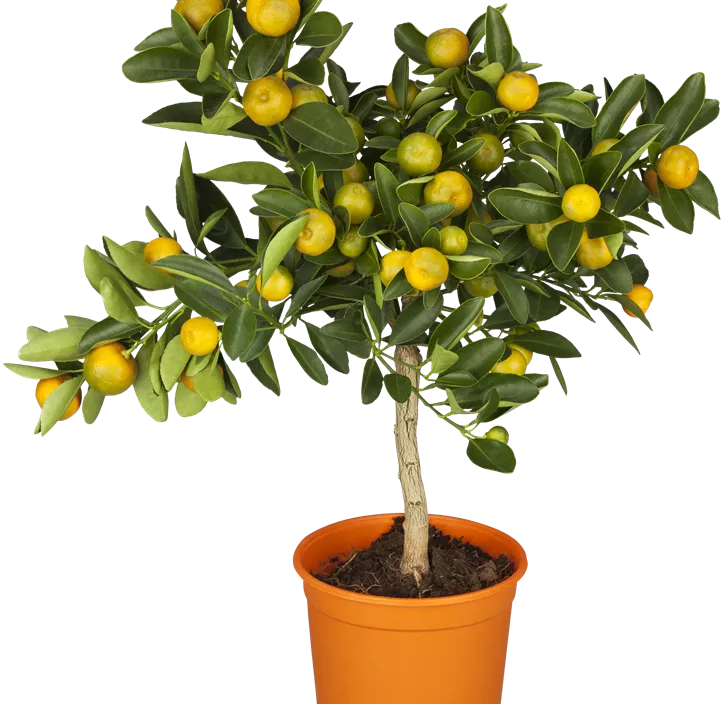 Calamondin