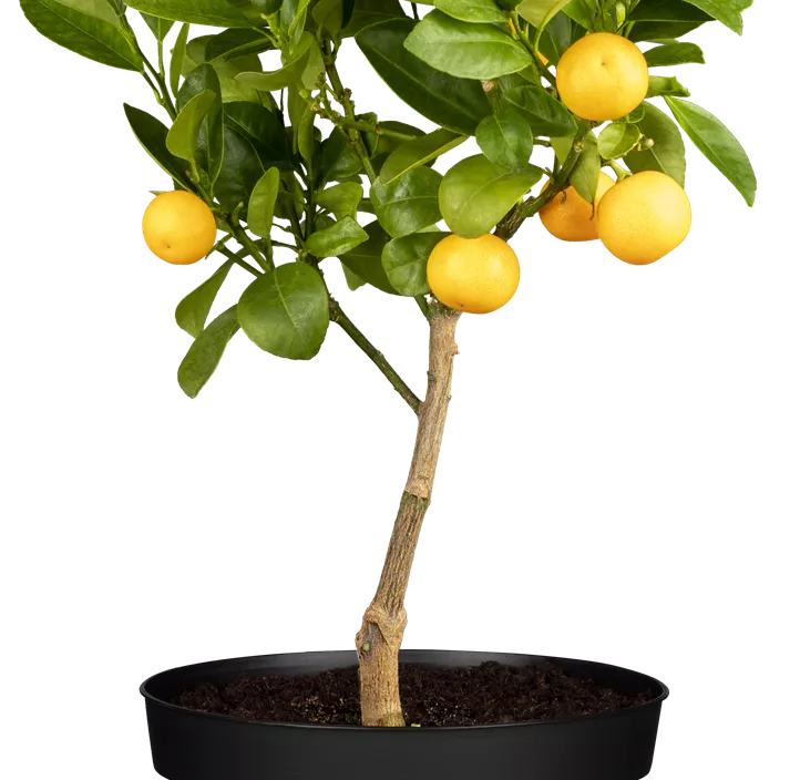 Calamondin