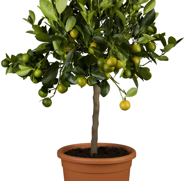 Calamondin