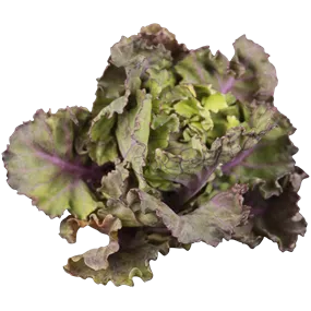 Brassica oleracea Flower Sprout