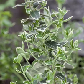 Euonymus fortunei Goldmine