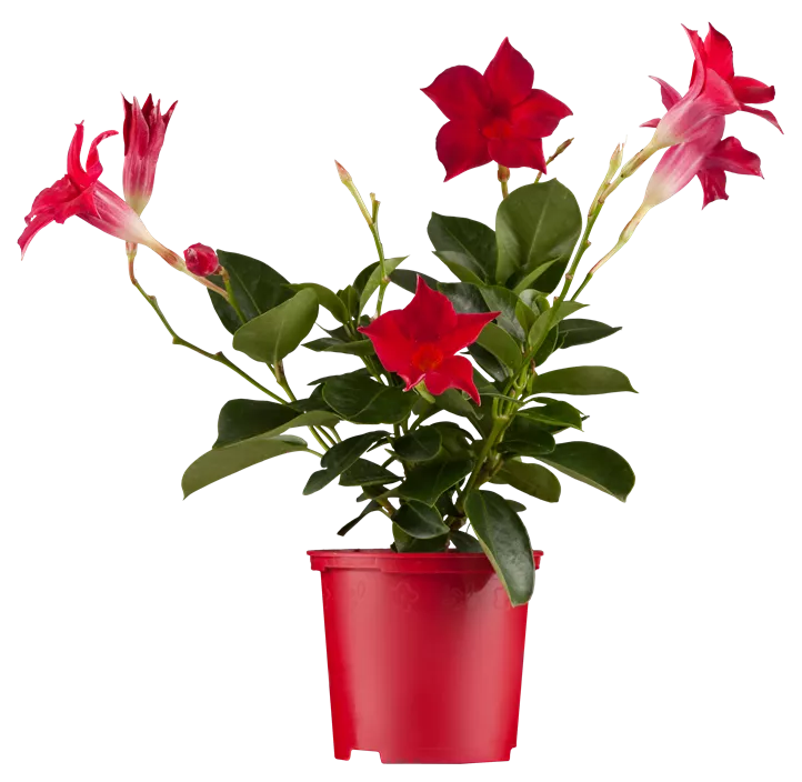 Dipladenia 'Sundaville®'