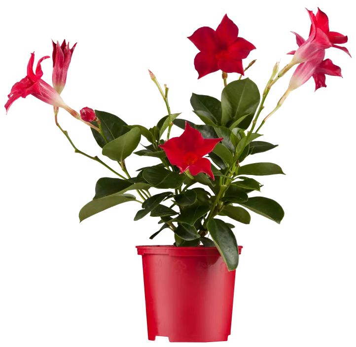 Dipladenia 'Sundaville® Red'