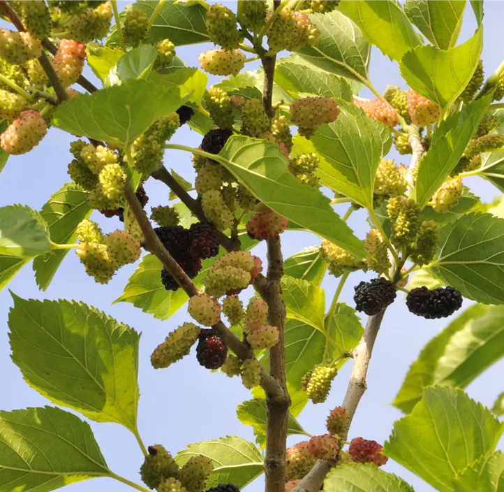 Maulbeere BonBonBerry® 'Mojo Berry'