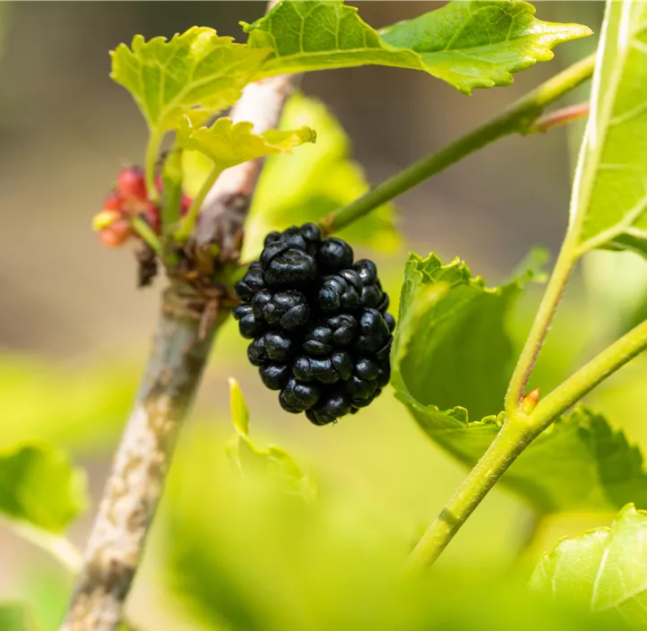 Maulbeere BonBonBerry® 'Mojo Berry'