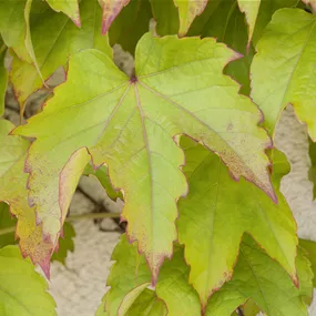 Parthenocissus Veitchii