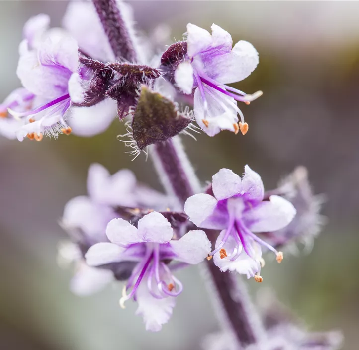 Garten-Basilikum 'Magic Blue'