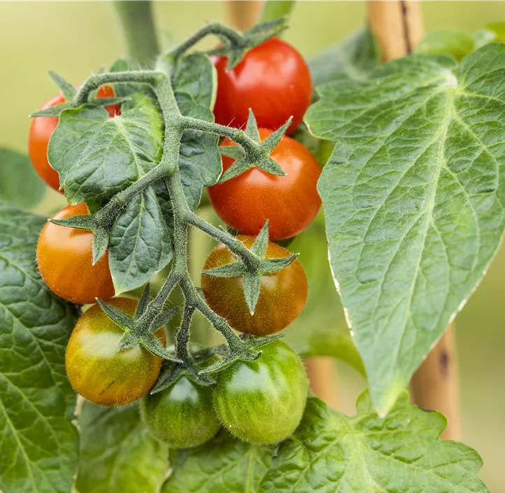 Cherrytomate 'Berry'