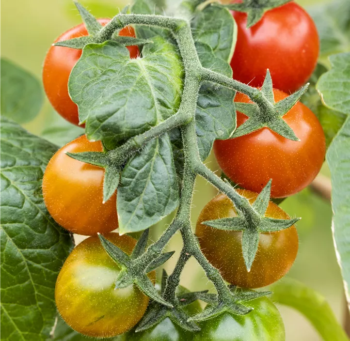 Cherrytomate 'Berry'