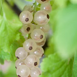 Ribes rubrum weiß