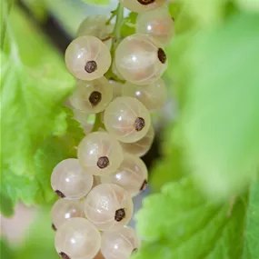 Ribes rubrum Blanchette