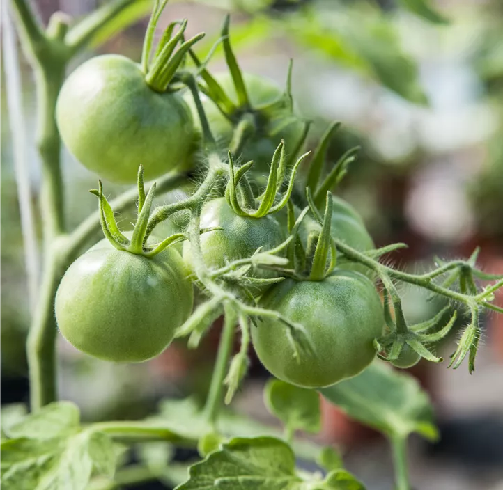 Tomate 'Ochsenherz'