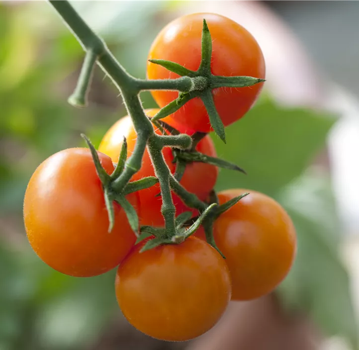 Tomate 'Sungold F1'