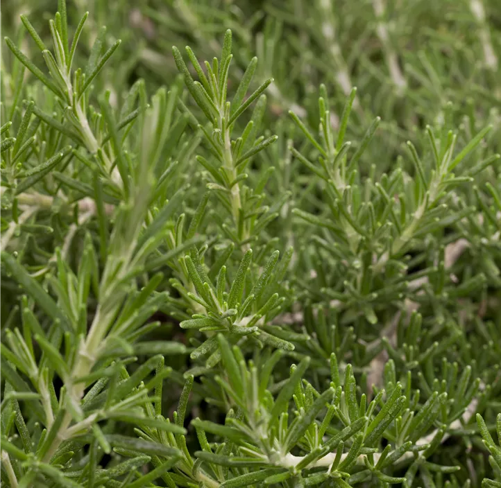 Mattenförmiger Garten-Rosmarin