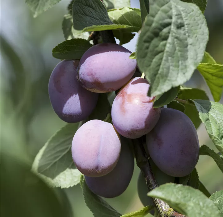 Zwetschge 'Wangenheims Frühzwetschge'