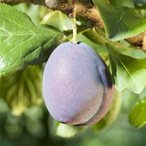 Prunus domestica Blue Free