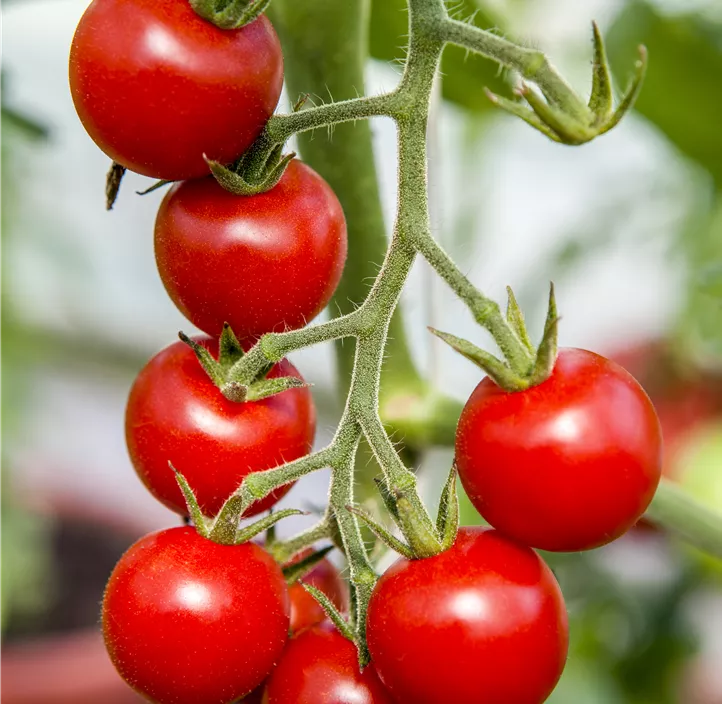 Tomate 'Supersweet 100 F1'