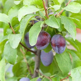 Prunus domestica Hanita