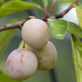 Prunus domestica Mirabelle