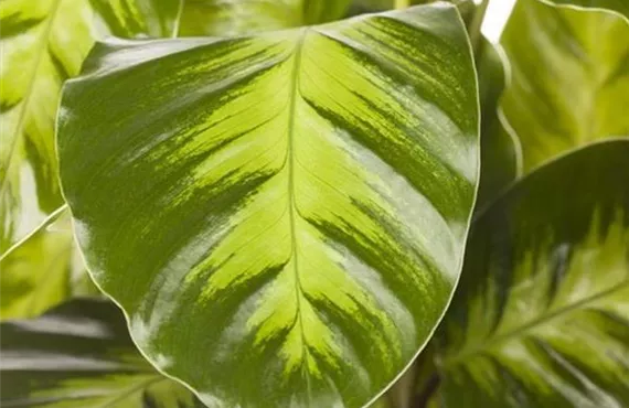 nahaufnahme eines Calatheablatts