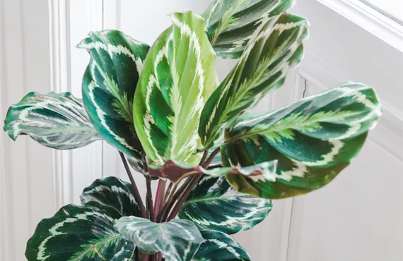 Calathea Roseopicta im Wohnzimmer