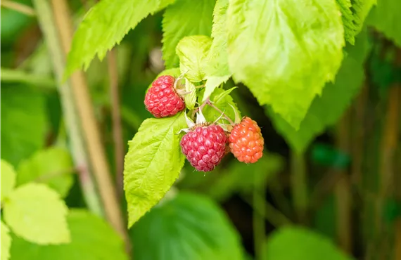 Rubus (Himbeere) 'Primalba'