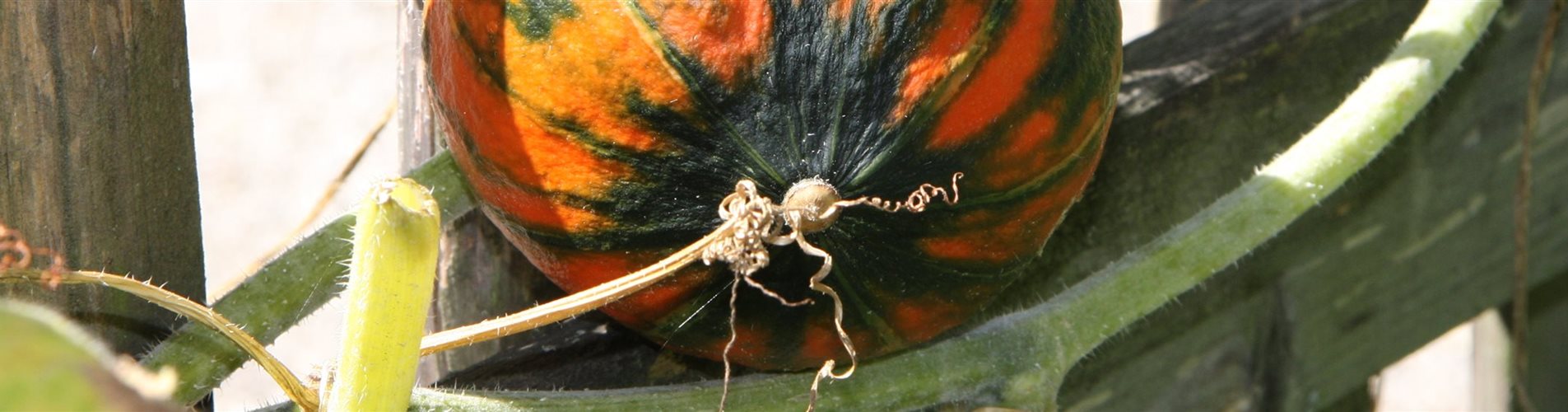 Kuerbis_IMG_8653-0-1231-3888-833 Kuerbis_IMG_8653-0-1231-3888-833