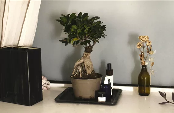 Bonsai auf einem Tisch neben Wohlfühlartikel