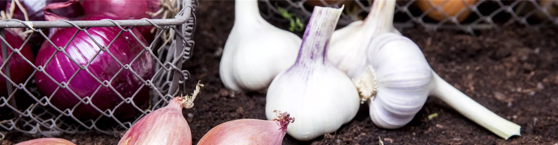 Steckzwiebeln und Knoblauch - Bellaflora