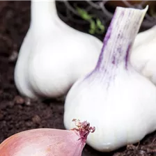 Steckzwiebel & Knoblauch