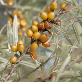 Hippophae Duo