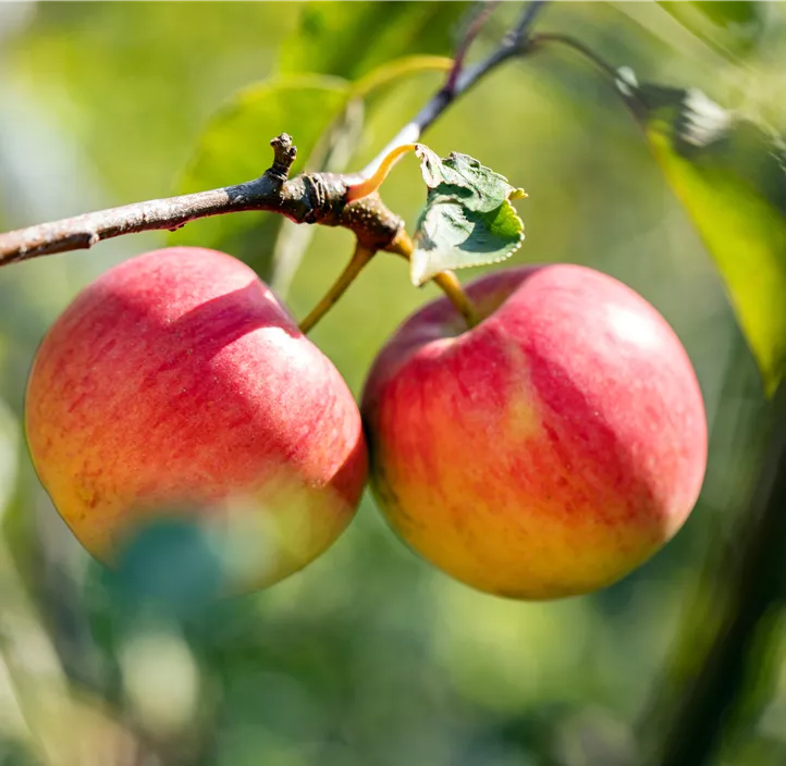 Apfel 'Red Topaz'