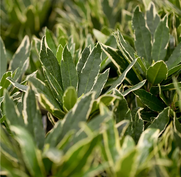 Rhododendron