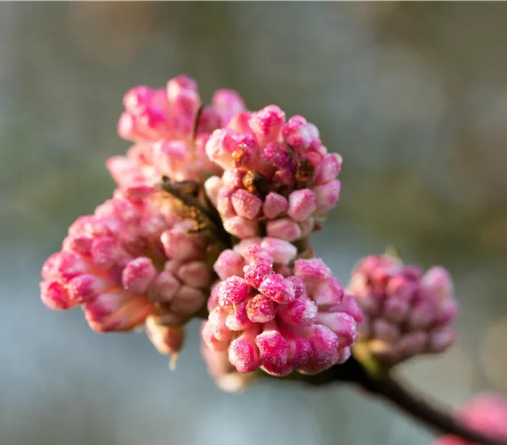 Viburnum x bodnantense 'Charles Lamont'