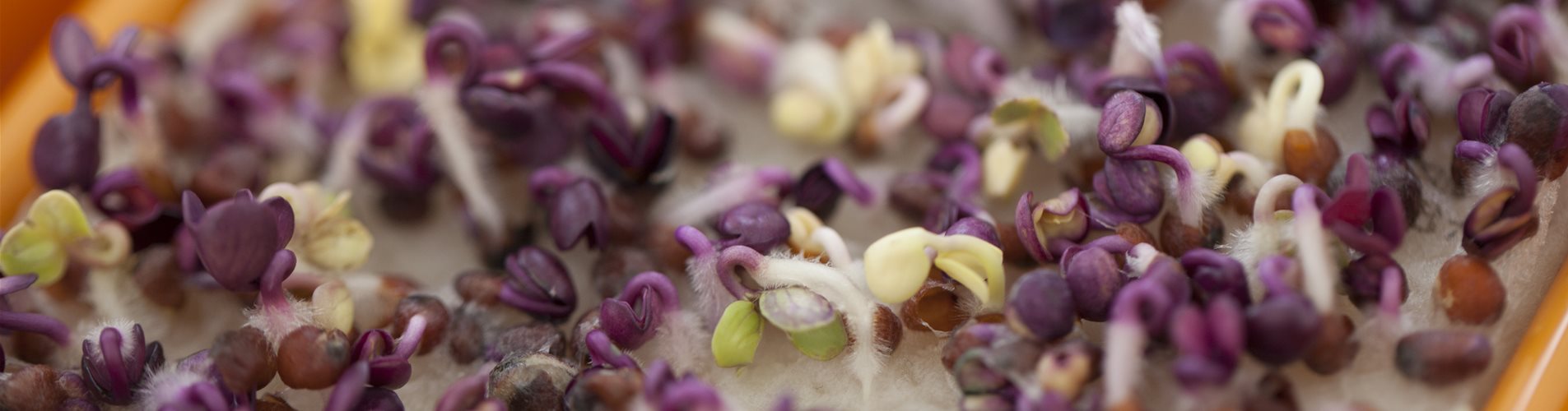 Radieschen-Keimsprossen Radieschen-Keimsprossen