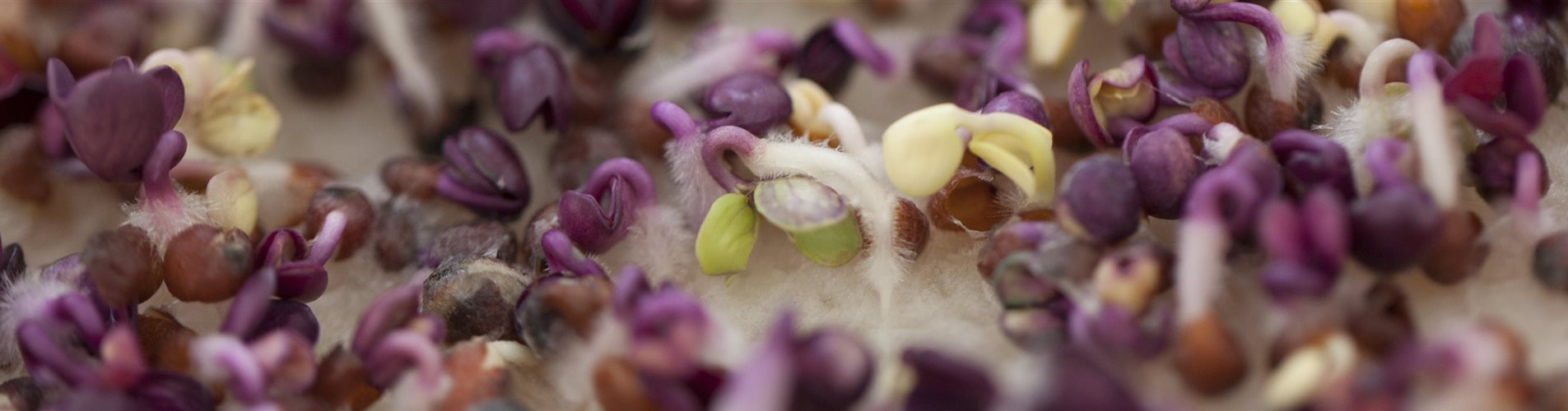 Radieschen-Keimsprossen Radieschen-Keimsprossen