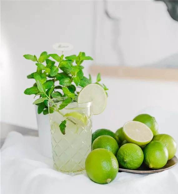 Mojito mit Minze, im Hintergrund de Minzpflanze, neben dem Glas viele Limitten