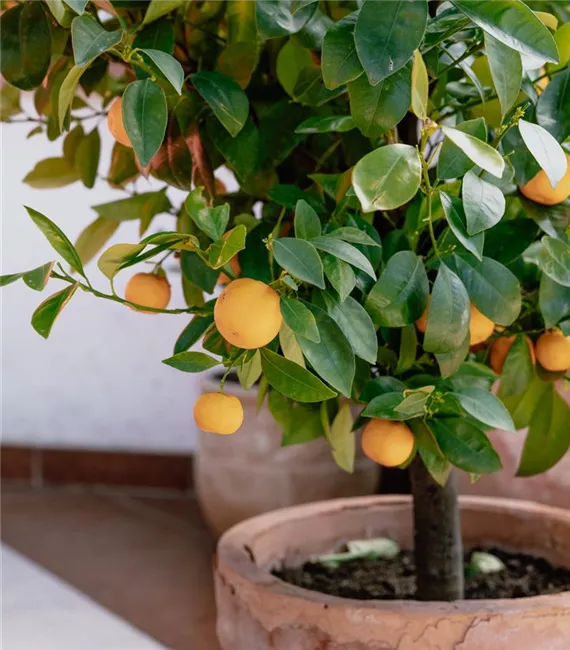 Calamondin im Kübel auf der Terrasse