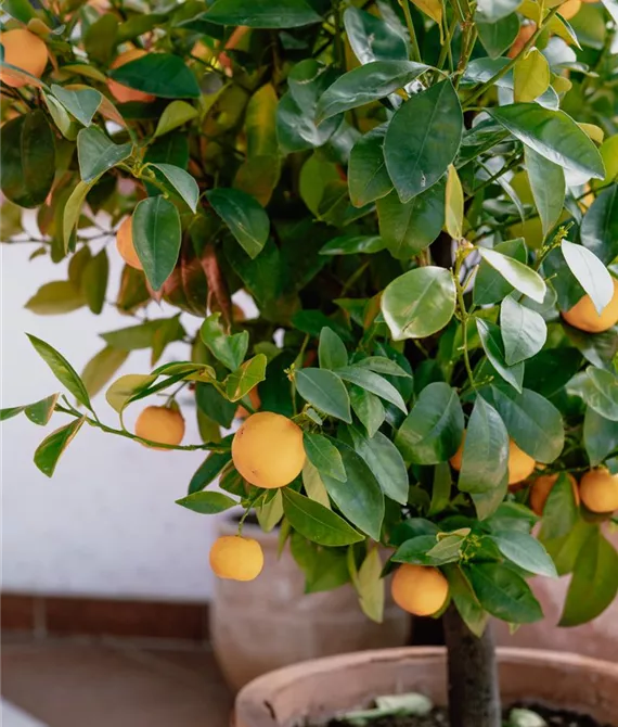 Cakamondinorange draußen auf der Terrasse als Kübelpflanze