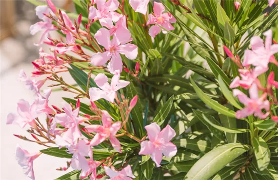 Dipladenienstrauch der im Garten steht